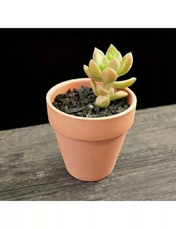 Set mini ghivece din teracota 6 bucati ACTION, maro